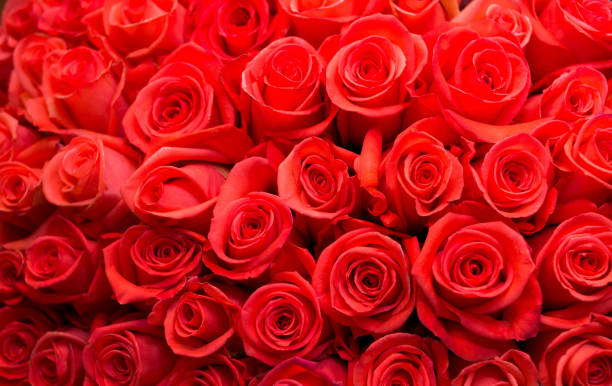 istock Red roses background, romantic bouquet 1345563937