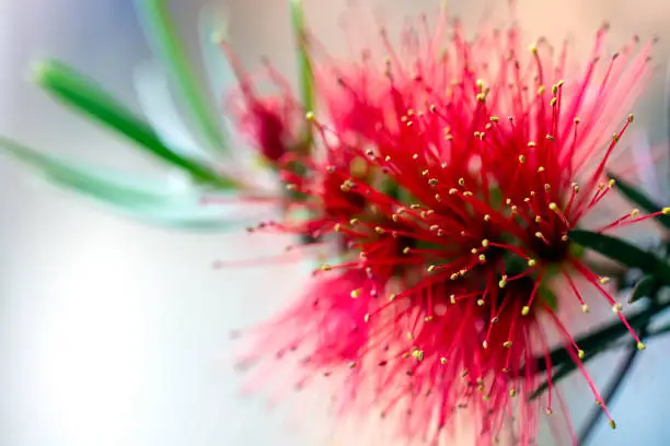 Beautiful Bottlebrush red flower, background with copy space, macro, full frame horizontal composition