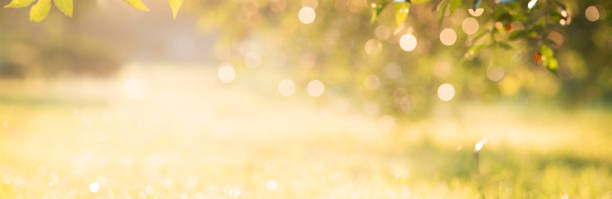 istock Blurred natural seasonal banner 1345564933