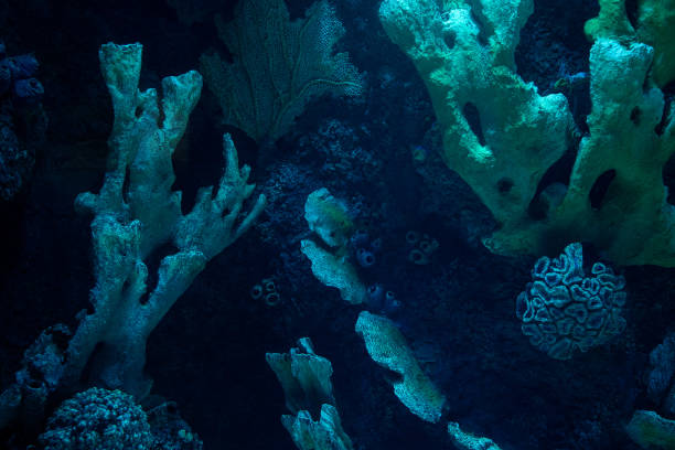 образование темных коралловых рифов на дне океана - оркестровые колокола стоковые фото и изображения