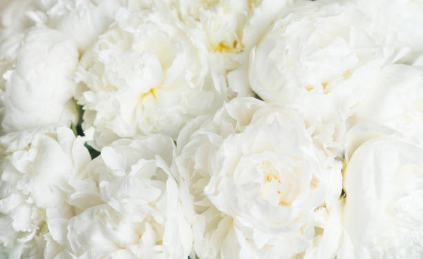 istock White peonies floral background. Wedding, anniversary, valentine card 1345565739