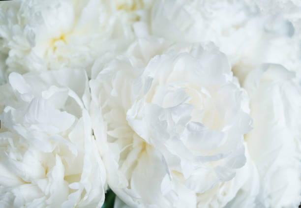istock White peonies floral background. Wedding, anniversary, valentine card 1345565754