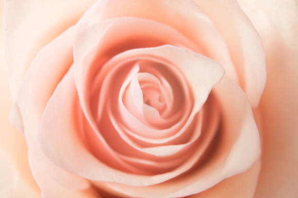 istock Soft focus beige pink rose closeup background, wallpaper. 1345565764