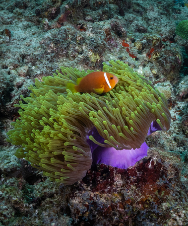 Clownfish and Blue Tang in aquarium, wallpaper