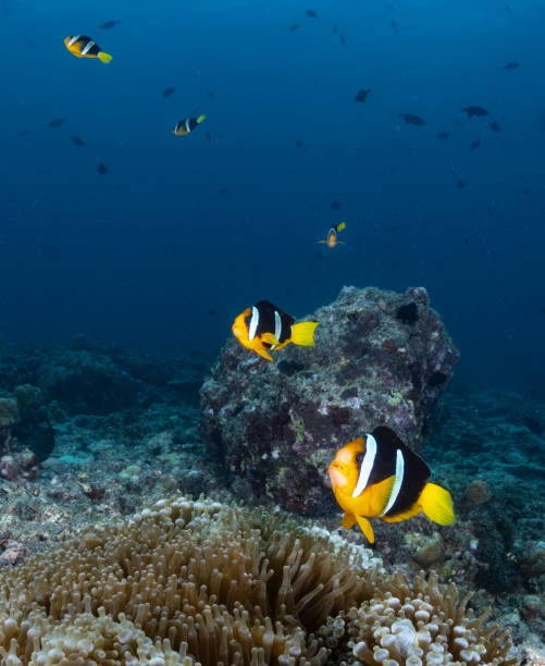 Tropical Reef Life stock photo