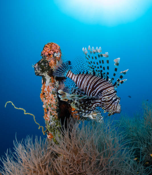 Tropical Reef Life stock photo