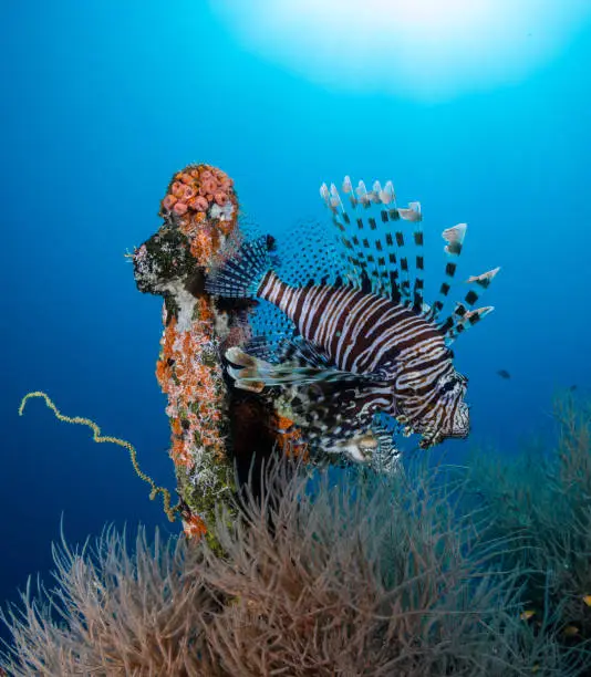 Photo of Tropical Reef Life