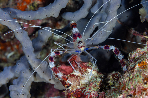 Urocaridella degravei is a new species, that was only recently described in March 2018 by Prakash and Baeza. \nDegrave's Cleaner Shrimp or Golden Cleaner Shrimp Urocaridella degravei occurs throughout the tropical Indo-West Pacific region in Singapore, Indonesia, Papua New Guinea and Japan, max. length 5.1 cm. \nThe species is easy to distinguish from similar shrimps based on coloration and pattern. Nearly all other Urocaridella are clear with red and white spots but Urocaridella degravei has red and yellow spots on its body. A yellow line runs along the abdomen of Degrave's Cleaner Shrimp and it splits into a Y shape on the tail, not visible on this photo, as we see the lateral surface only. \nAs the shrimp is mostly transparent, it is easy to see: This specimen is an ovigerous female. \nTriton Bay, Kaimana Regency, Indonesia, 3°54'2.358 S 134°6'18.81 E at 12m depth