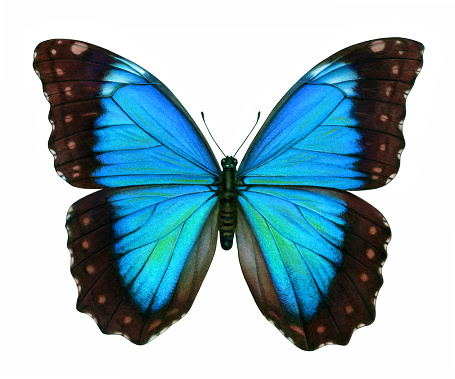 An illustration of a blue morpho butterfly