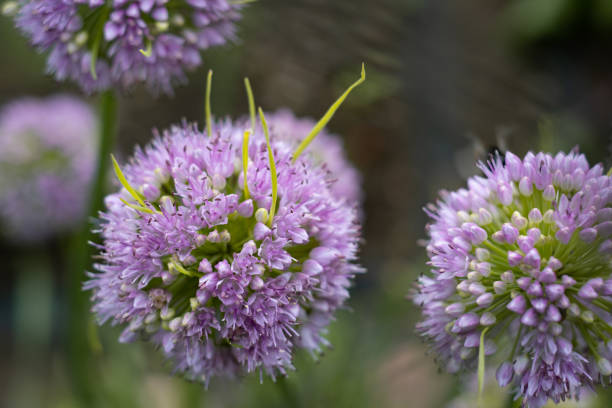 istock Garlic flowers in the garden 1345569027