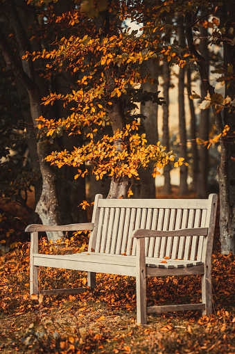 Park bench in autumn forest. Blurred background. Selective focus.