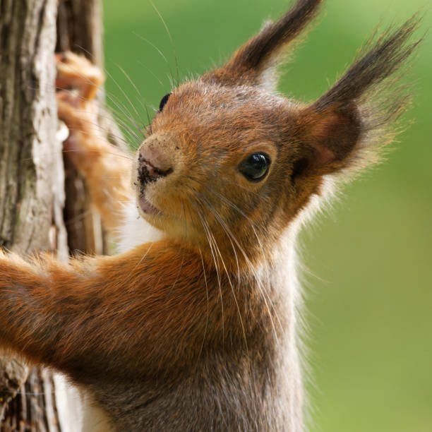 portrait of a squirrel - red squirrel vulgaris animal imagens e fotografias de stock