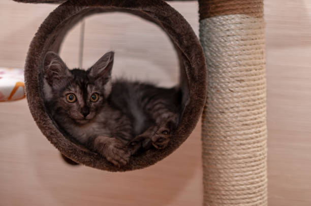 istock close-up portrait of domestic cat 1345574191