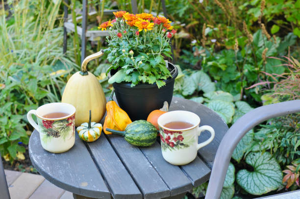 istock Backyard fall harvest decorations on sheltered patio with cozy blankets and hot drink 1345575909