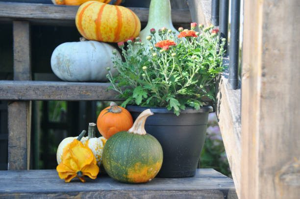 istock Outdoor fall harvest pumpkin thanksgiving decor 1345575910