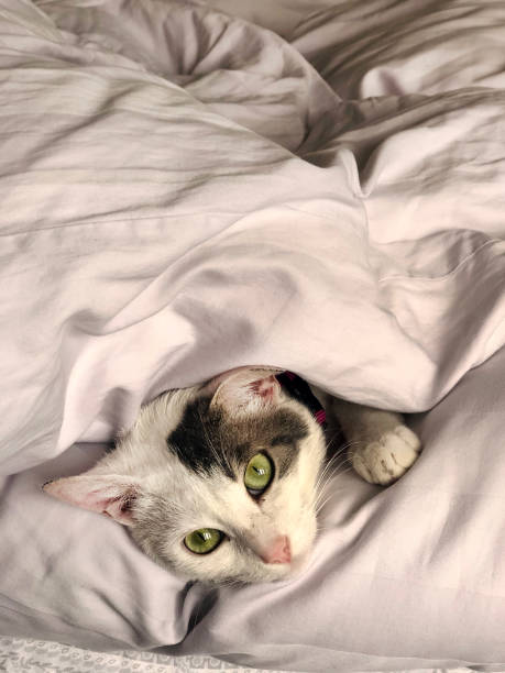 istock Cute domestic cat playing in bed 1345576814