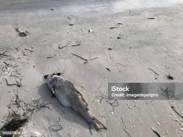 Close Up Dead Fish On Dramatic Sandy Beach Stock Photo - Download Image ...