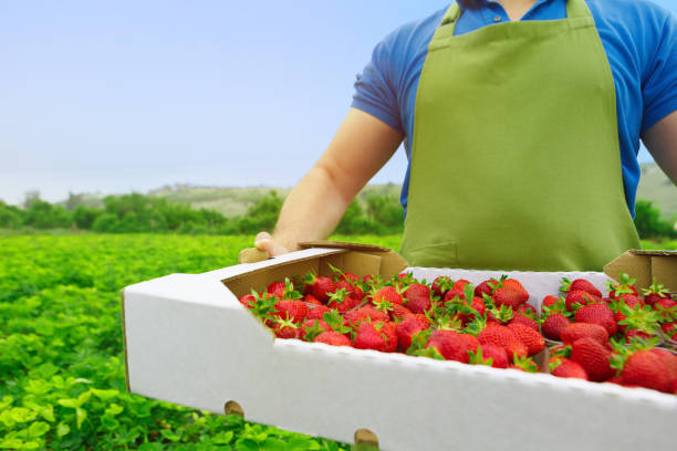 istock Unrecognizable man holding a box with fresh ripe strawberries in a filed 1345579738