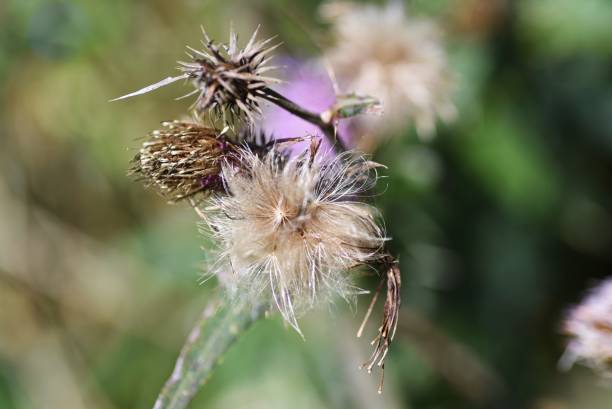 istock Japanese thistle (Cirsium japonicum) flowers and fluff after blooming. 1345580392