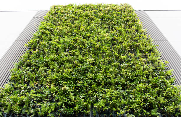 istock Wall of a building covered with plants 1345582947