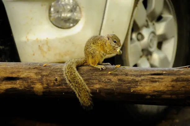 A small African squirrel wanders undisturbed in the campsite at the entrance to the Chobe National Park in Botswana.