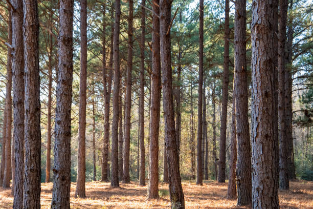 istock Sunlit Pine Trees in the Woods 1345590116