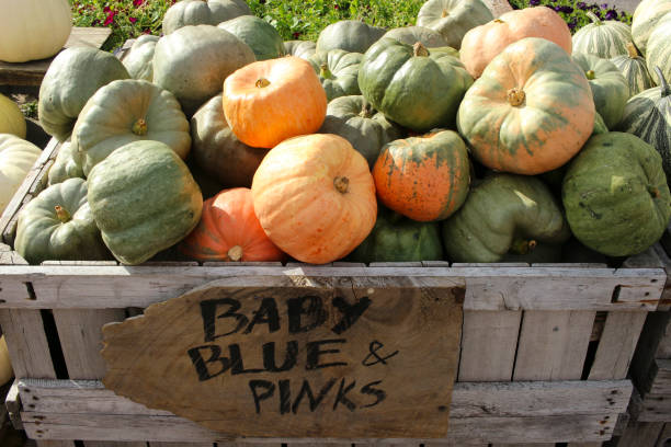 istock Variety of Pumpkins 1345593926