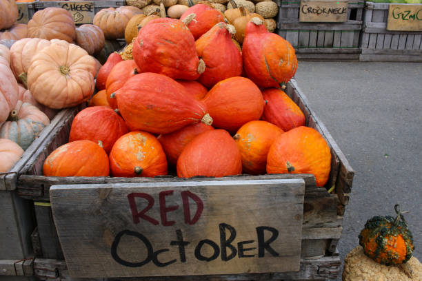 istock Variety of Pumpkins 1345593952