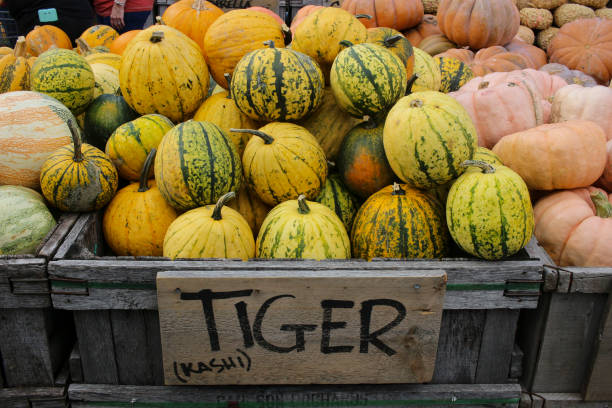 istock Variety of Pumpkins 1345593954