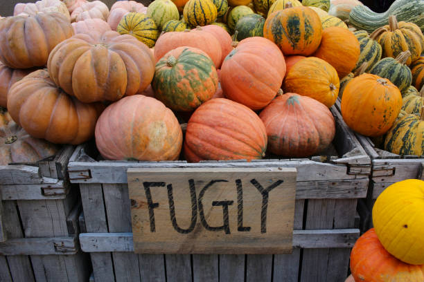 istock Variety of Pumpkins 1345593986