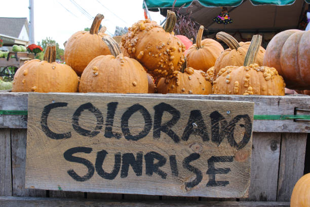 istock Variety of Pumpkins 1345593987