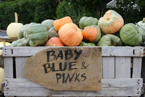 istock Variety of Pumpkins 1345594494