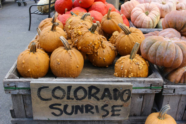 istock Variety of Pumpkins 1345594496