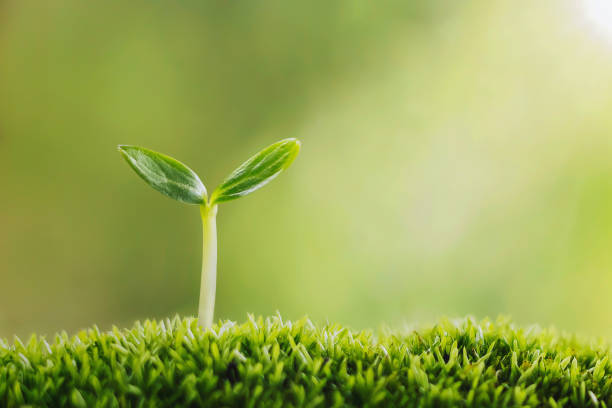 istock small tree growing on green grass in garden with sunlight 1345594790