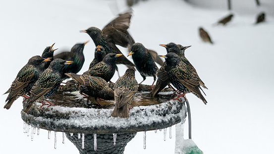 Heated bird bath. A group of birds take refuge in a bubbly warm birdbath. Warm birdbath is a very popular place with birds of the same feather. The outsider birds say in the background in the cold winter.