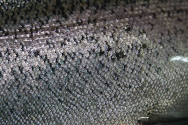 textura cinza ou cinza e prata de escamas de pele de peixe - enfiada de peixes - fotografias e filmes do acervo