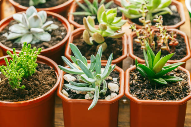 istock Succulent flowering house plants background. 1345596184