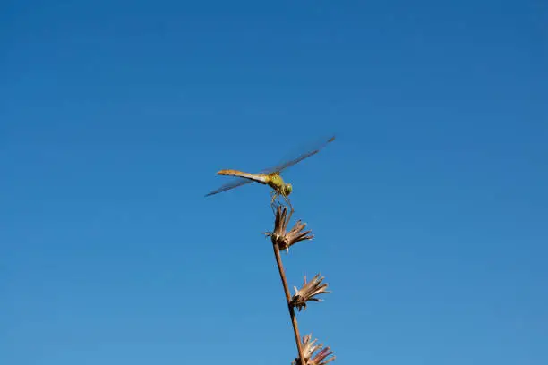Sitting dragonfly on a stalk of grass close-up against a background of clear blue sky