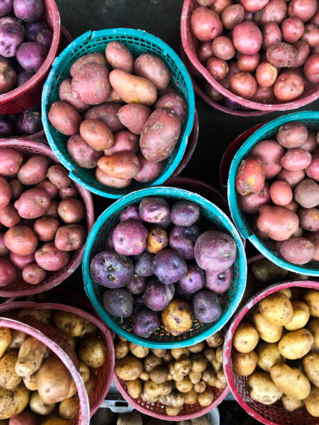 Fresh Colored Dieng Potatos.