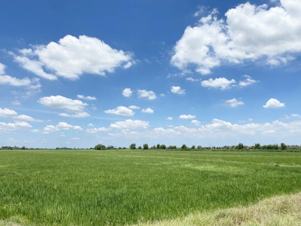 istock rice field in country Thailand 1345599456
