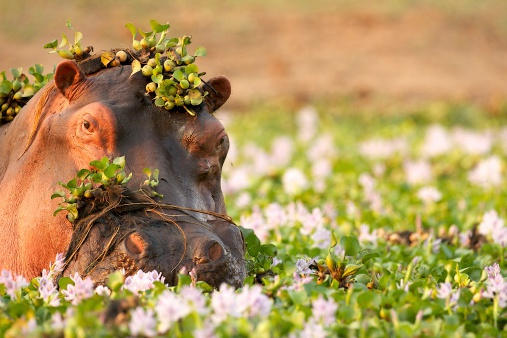 Hipopótamo de Zambezi photo
