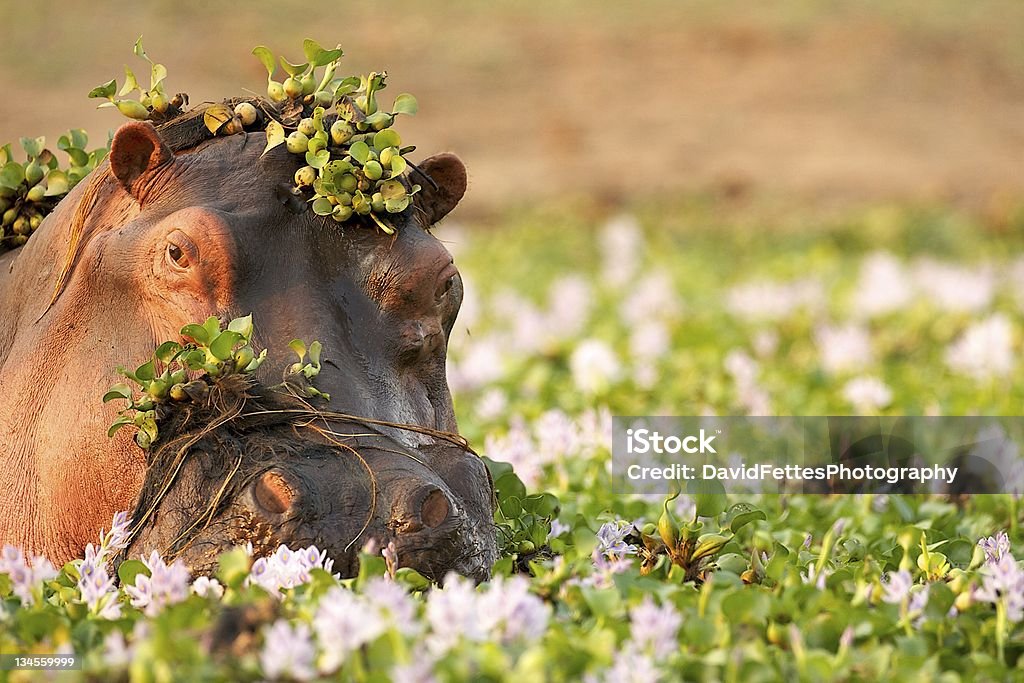 Hippopotamus in the Zambezi Hippopotamus wading through the Zambezi foliage Hippopotamus Stock Photo