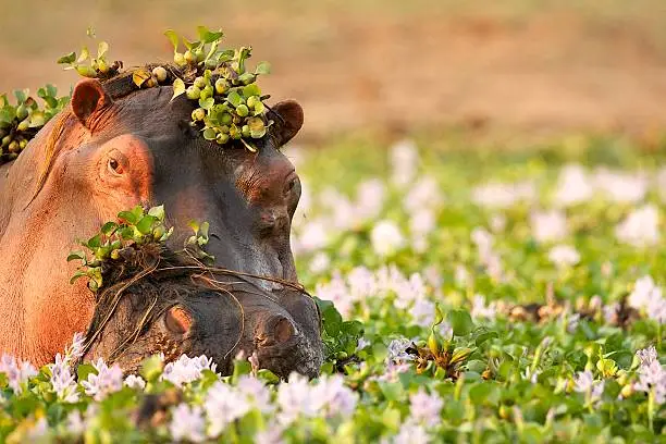 Photo of Hippopotamus in the Zambezi