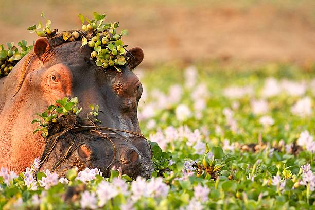 hipopótamo em zambezi - zimbabwe imagens e fotografias de stock