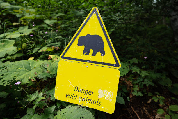 istock Danger bear sign on the path in national park 1345601039