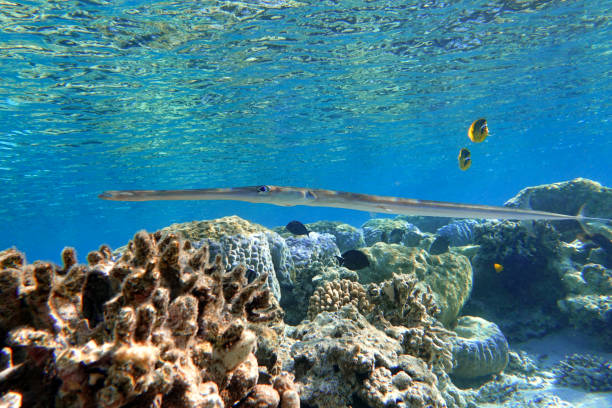 Smooth cornetfish ( Fistularia commersonii ) in the coral fish, Red sea Smooth cornetfish ( Fistularia commersonii ) in the coral fish, Red sea smooth cornetfish stock pictures, royalty-free photos & images