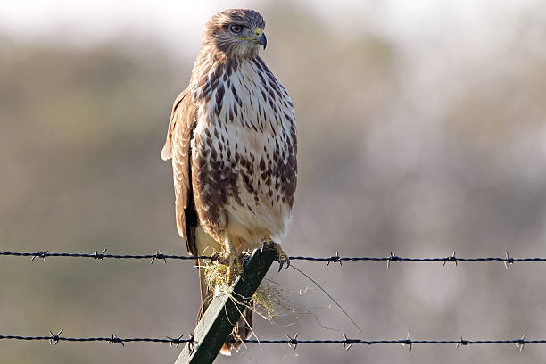 istock European Buzzard, Buteo 134560291