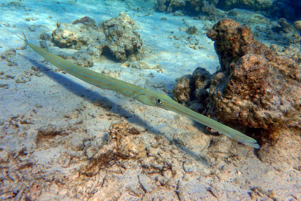 istock Smooth cornetfish ( Fistularia commersonii ) in the coral fish, Red sea 1345602955