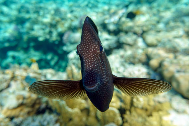 тропический парусник тан рыбы - zebrasoma veliferum, красное море - sailfin tang стоковые фото и изображения