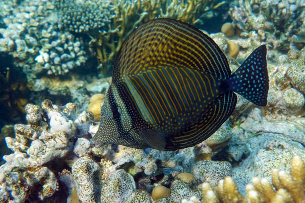 тропический парусник тан рыбы - zebrasoma veliferum, красное море - sailfin tang стоковые фото и изображения